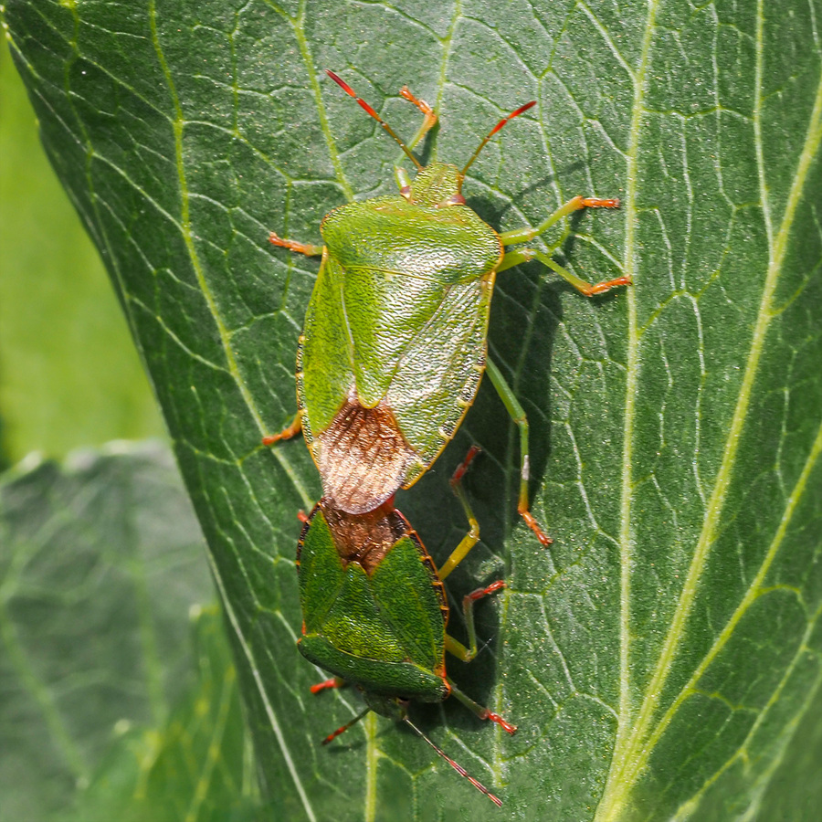 Green Shield Bugs Mating